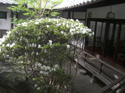 石井味噌中庭のつつじ