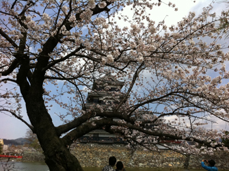 松本城桜2